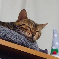 ちいぱっぱのプロフィール