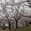ririnonosanのサムネイル