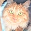 画像 保護猫みっちゃん&きーちゃん☆のユーザープロフィール画像