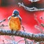 画像 野鳥と撮影日記のユーザープロフィール画像