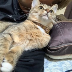おとめのプロフィール