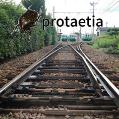 Protaetiaのプロフィール