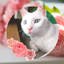 画像 白猫とマイペースのユーザープロフィール画像