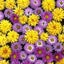 camomile*のサムネイル