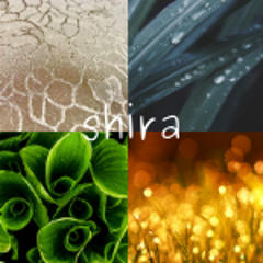 Shiraのプロフィール
