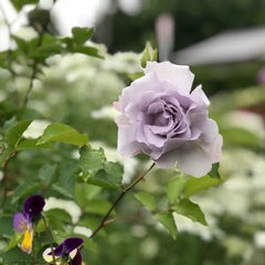 ぽてぴあのプロフィール