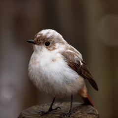 私的鳥類図鑑のプロフィール