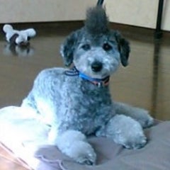 銀プー。のプロフィール