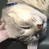 ラボンのプロフィール