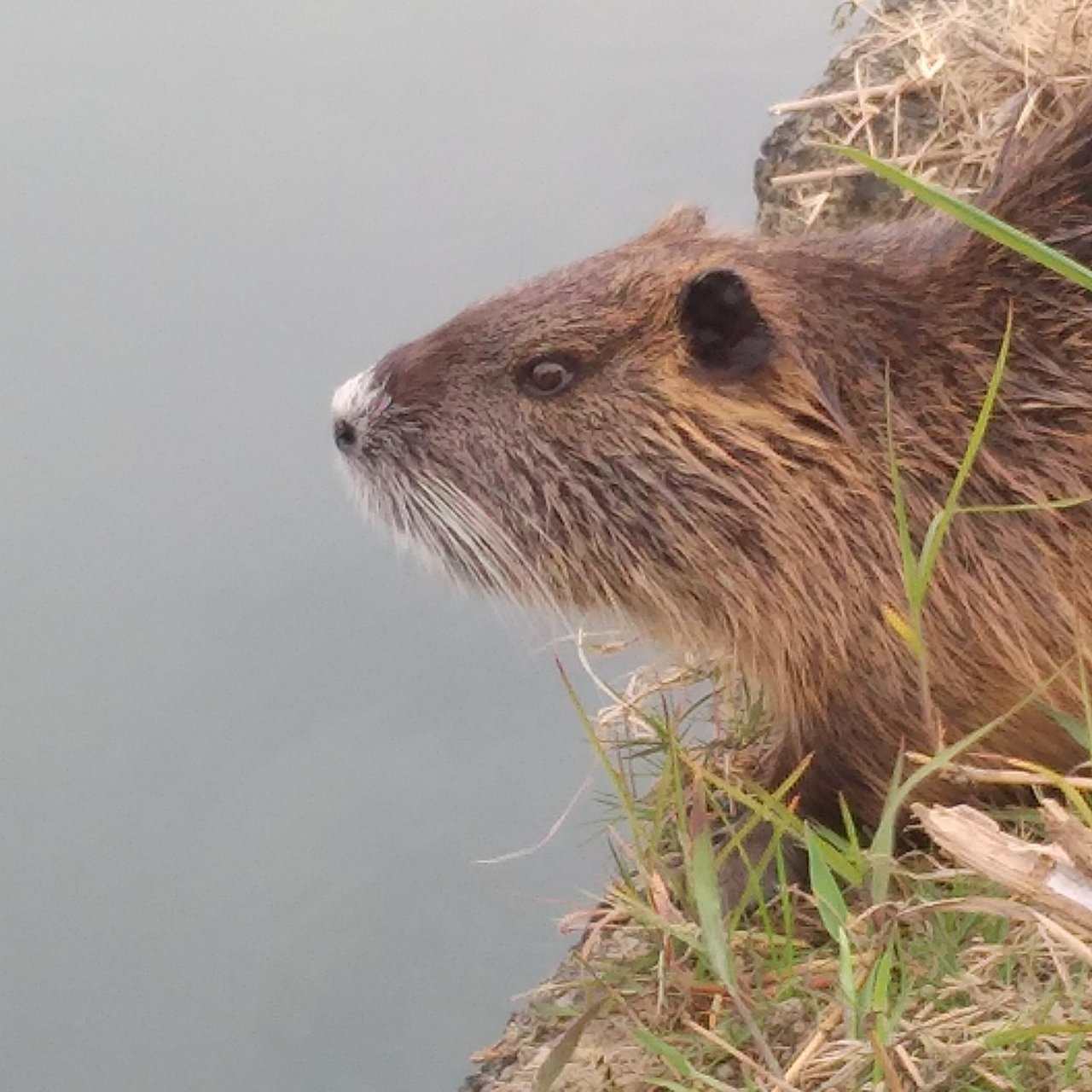 小2の公開学力テストの結果～現実は厳しい～ 娘の受験勉強日記ーある父親のブログー