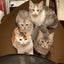 牛小屋の会〜Stray Cats Savers〜のサムネイル