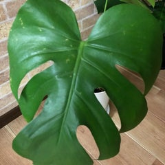 武庫之荘観葉植物店Monstera（モンステラ）のプロフィール