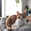 画像 猫とおうちのユーザープロフィール画像