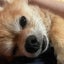 くまのサムネイル