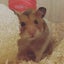 ハムスターくんのサムネイル