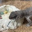 サバクイグアナの育て方のサムネイル