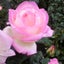 画像 Blossomessage: Rambling on abt Flowersのユーザープロフィール画像