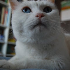 しろねこのプロフィール