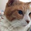 画像 初心者リモートワーカーと猫と犬のユーザープロフィール画像