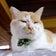 里親募集型保護猫×古民家カフェ　Cafe Gattoのブログ