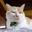 画像 里親募集型保護猫×古民家カフェ　Cafe Gattoのブログのユーザープロフィール画像