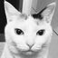 cat-switchのサムネイル