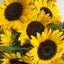 sunflowerのサムネイル