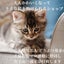 画像 不幸な猫を助けられて　大人かわいくなれるショップ～Stray Cat's Tokyoのユーザープロフィール画像