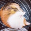 めぢおのサムネイル