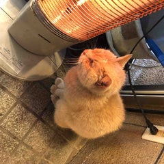 アマリリスのプロフィール
