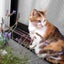 kokoのサムネイル