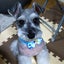 画像 うつ病の私と病気を治してくれる愛犬ルネのブログのユーザープロフィール画像