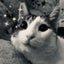 画像 猫と私のカリフォルニアライフのユーザープロフィール画像