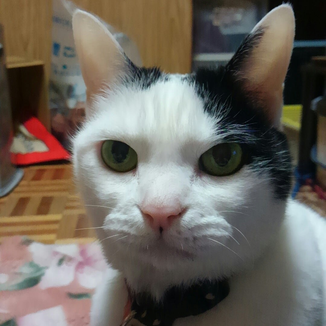 猫いち