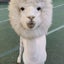 アルパカのアルのサムネイル