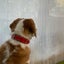 画像 コミュ障なビーグル犬カール君との暮らし方　ブログのユーザープロフィール画像