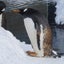 Tanakaのサムネイル
