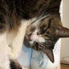 caoのプロフィール