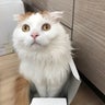 mokoのプロフィール