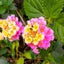 Lantana（クマツヅラ科）のサムネイル