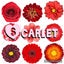 画像 SCARLET(スカーレット)ダンス教室のユーザープロフィール画像
