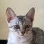 画像 猫モ杓子モのユーザープロフィール画像