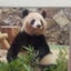 chiiのサムネイル