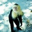 SARUDANGOのサムネイル