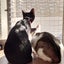 画像 保護猫と私の日常のユーザープロフィール画像