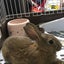 rabi0528-berry1219のサムネイル