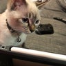 シアラのプロフィール