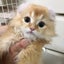 麦のサムネイル