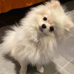 もふもふのおうちのプロフィール
