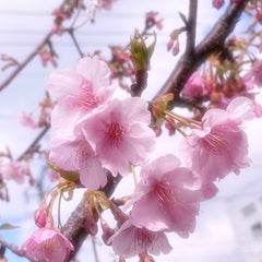 琥珀のプロフィール